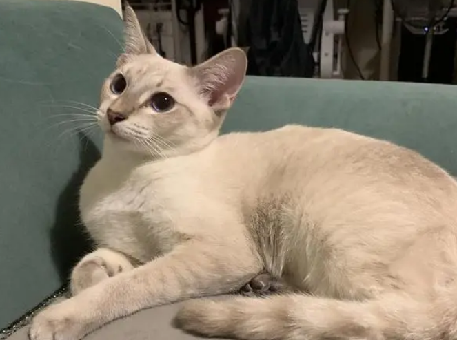 虎斑暹罗猫品相怎么看 虎斑暹罗猫品相怎么看