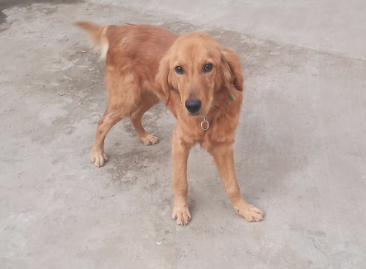 杂交金毛犬长什么样子