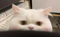 哪种猫咪粘人？