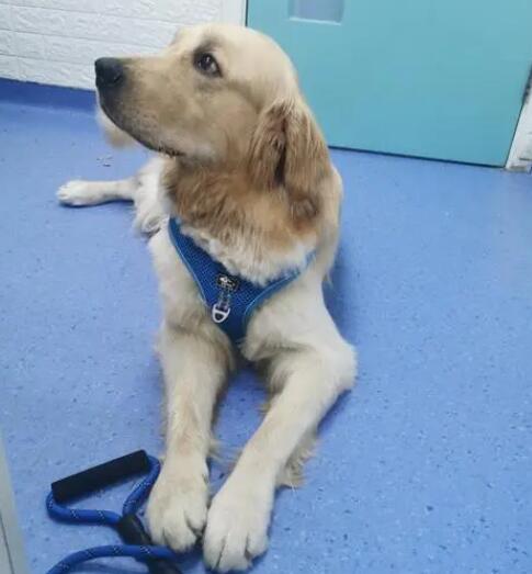 带狗狗去宠物医院看病前需要做好哪些准备