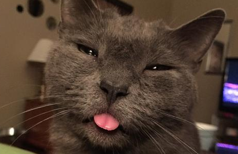 猫应激呼吸急促吐舌头怎么办？