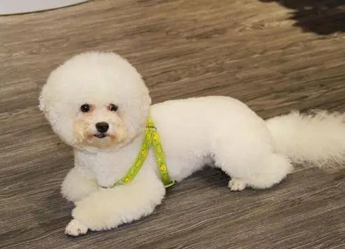 比熊犬智力水平怎么样 比熊犬智力水平怎么样