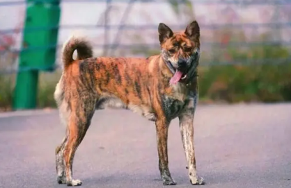 虎斑犬十养九愁
