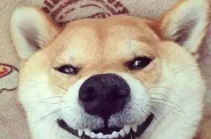 狗狗打狂犬疫苗期间又被咬伤了怎么办？来看看吧