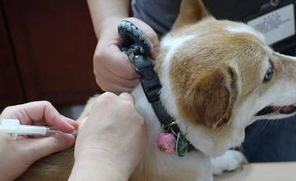 狗狗常见的生殖系统疾病有哪些?来了解下吧 狗狗常见的生殖系统疾病有哪些?来了解下吧