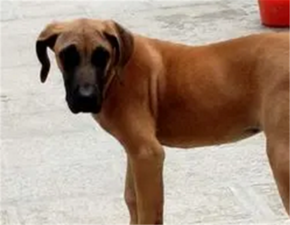 大丹犬介绍 大丹犬外貌特征