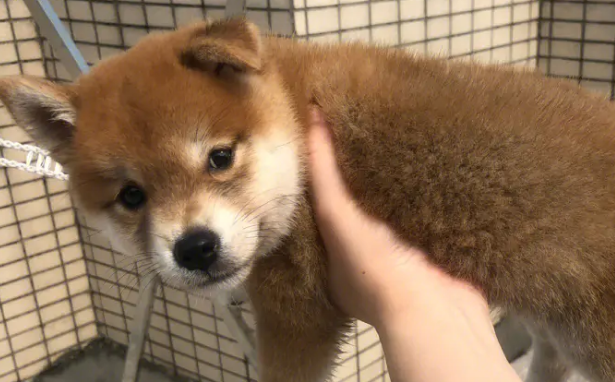 柴犬不能吃什么药？用于毒杀狗的药是最不能吃的！