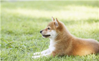 柴犬跑出去不会回来吗？有哪些办法寻找跑出去的柴犬？