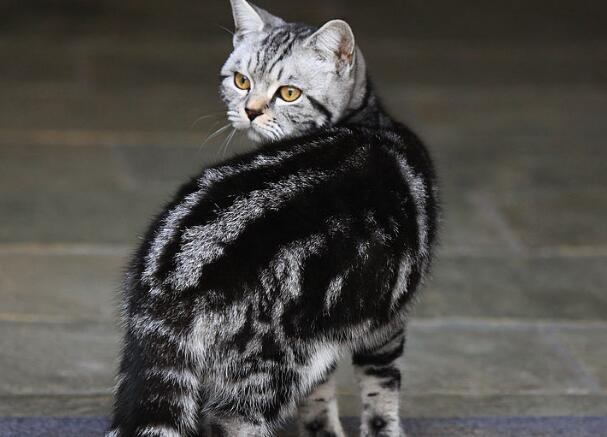 真正的虎斑猫长什么样子