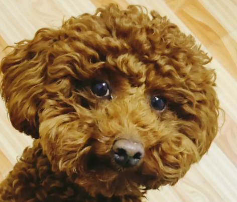泰迪一般多长时间发情一次