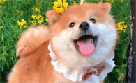 柴犬发抖是什么原因 怎样帮助柴犬缓解发抖现象