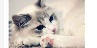 怎么缓解布偶猫吐毛球症状?猫咪吐毛球有什么缓解办法 怎么缓解布偶猫吐毛球症状?猫咪吐毛球有什么缓解办法