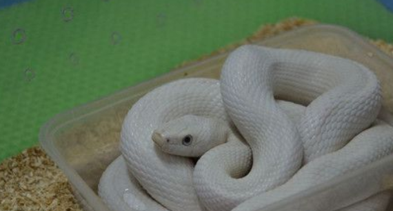 白色的宠物蛇,是什么?