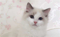 不满背的布偶猫就不好吗？不满背的布偶猫是什么意思？