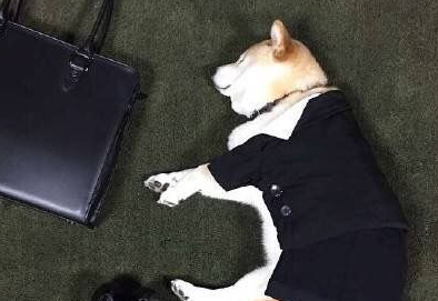 柴犬可以办狗证么？办理狗证的好处居然这么多