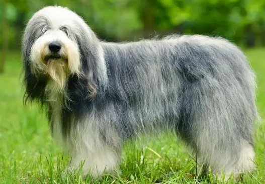 古牧犬性格特点
