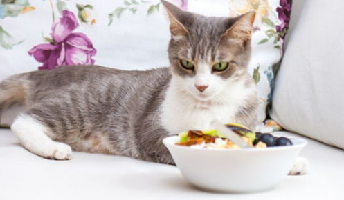 为什么有的猫咪会把食物从碗里叼走? 为什么有的猫咪会把食物从碗里叼走?