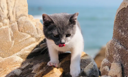 猫太肥怎么办?家猫太胖了怎么办? 猫太肥怎么办?家猫太胖了怎么办?