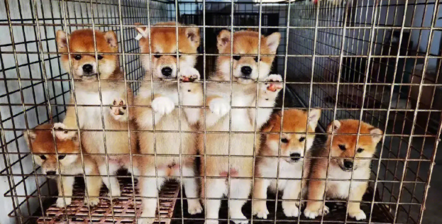 佛山哪里有犬舍