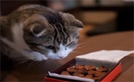 猫咪吃巧克力会怎么样吗