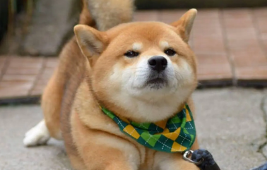 日本人都养柴犬吗 柴犬的人气在日本高吗 日本人都养柴犬吗 柴犬的人气在日本高吗