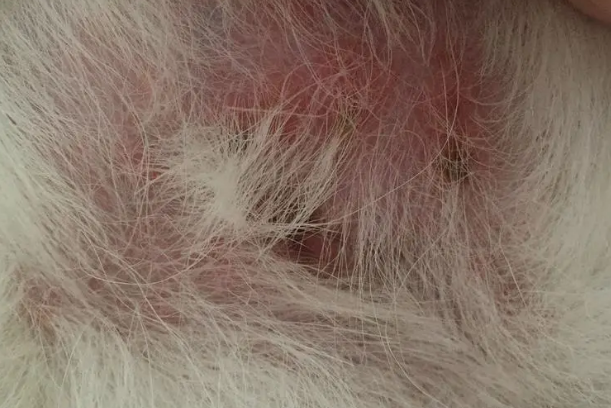 夏日常见的皮肤病，你家狗子被缠上了吗？