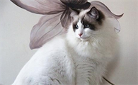 布偶猫不满背不值钱吗？满背的布偶猫比不满背的贵吗？