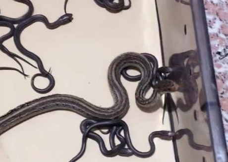 萌宠小知识：宠物蛇不吃东西怎么办？