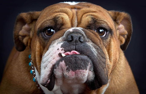 斗牛犬的常见疾病，都有哪些症状？