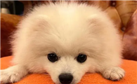 博美犬100元一只