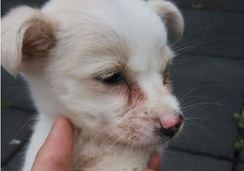犬瘟后期有什么症状你知道吗?请务必将此文章看完! 犬瘟后期有什么症状你知道吗?请务必将此文章看完!