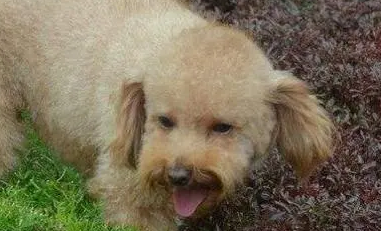 贵宾犬吃葡萄会怎么样？