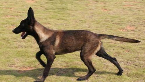 两个方法让马犬远离高温考验？马犬很怕热吗？