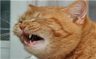 猫咪打喷嚏、流鼻涕，还突突突地打寒战怎么办呢