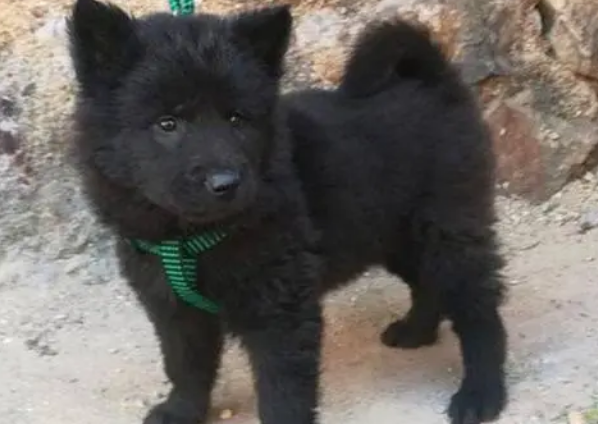 五黑犬和五红犬哪个好 五黑犬和五红犬哪个好