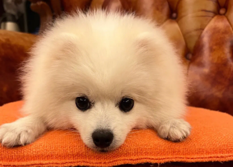 博美幼犬可以喝羊奶吗