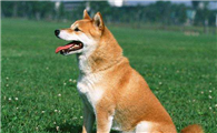 成年柴犬食量，喂养柴犬需要注意哪些禁忌？