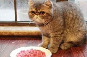 你们说,猫咪拉肚子没精神不吃东西怎么办? 你们说,猫咪拉肚子没精神不吃东西怎么办?