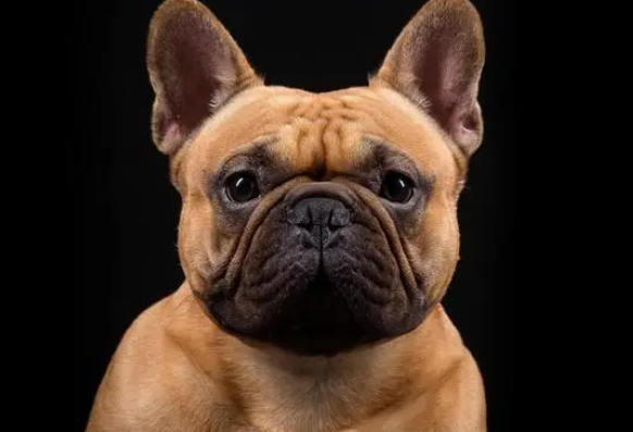 法国斗牛犬性情怎么样啊