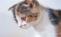 如何选购猫咪？