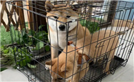 柴犬耳朵大小标准？柴犬的耳朵有哪些特点？