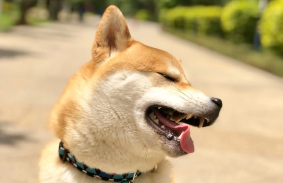 白马系柴犬特点？柴犬有多少种血系？