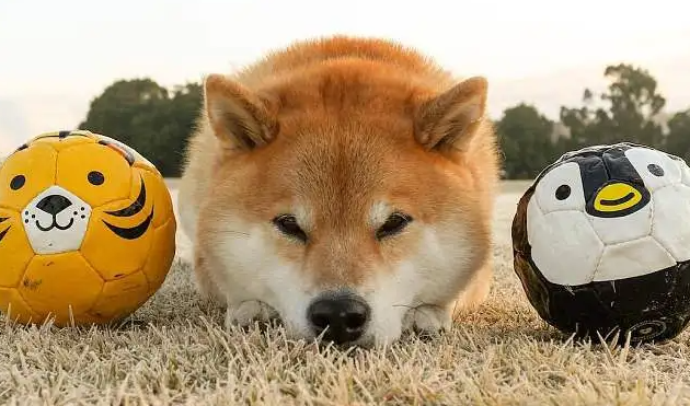 柴犬多大成年，成年柴犬如何喂养？