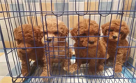 泰迪得了尿结石还能活多久呀