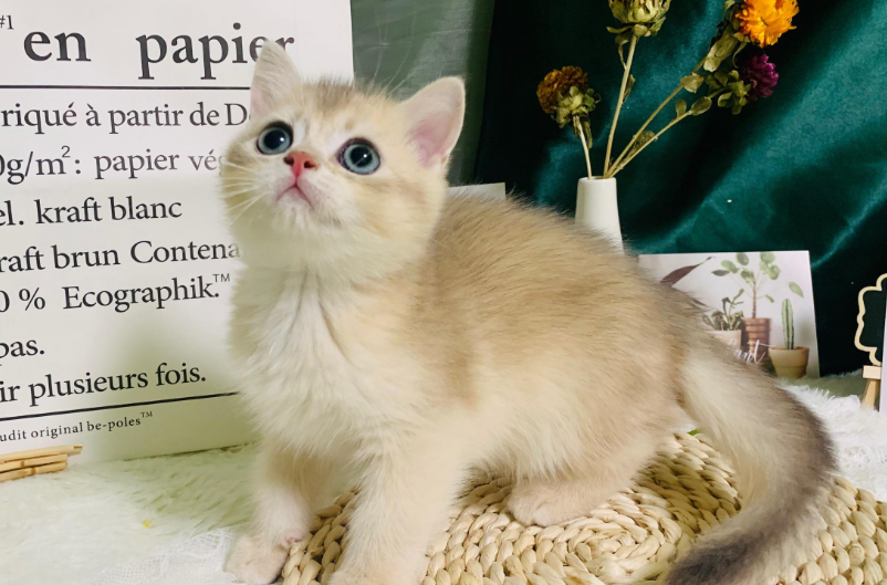 武汉哪个猫舍最靠谱