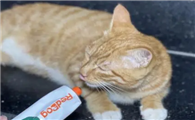 狸花猫需要吃化毛膏吗