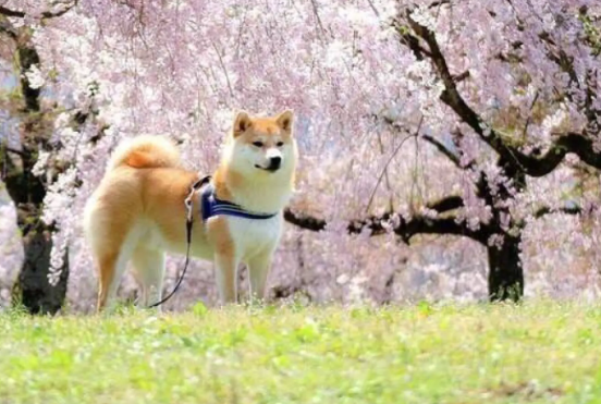 柴犬几岁性成熟?柴犬发情这样做最好 柴犬几岁性成熟?柴犬发情这样做最好