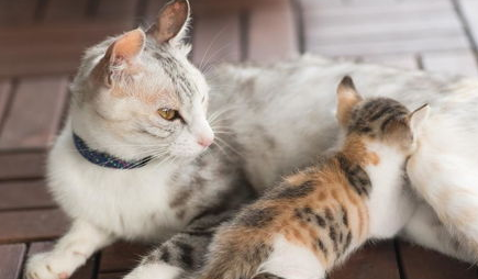 两只猫打架怎么办母猫一直低吼?