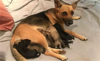 产后母犬的护理要点?主人也要做好充分的了解