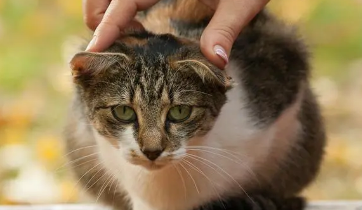 宠物猫咪犯错后的调教方法！